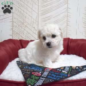Muffin, Bichon Frise Puppy